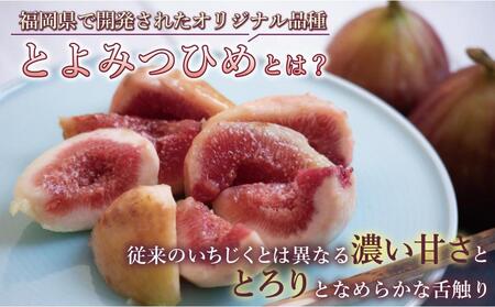 【福岡限定ブランド】いちじく とよみつひめ 約2.4kg （ 300g×8パック ）| いちじく 福岡県産 果物 フルーツ とよみつひめ 福岡県 大川市