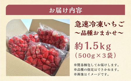 2026年5月より発送】 《 訳あり 》 冷凍いちご 品種おまかせ 1.5kg