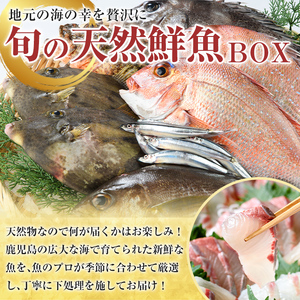 旬の天然鮮魚BOX(3～5kg) 国産 刺身 魚貝 魚介 鮮魚 海産物 天然物 煮つけ 焼き魚【さるがく水産】akn028-30