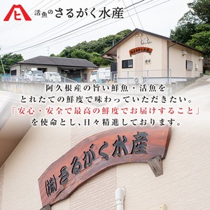 厳選お刺身BOX(4～6人前) 国産 お刺身 魚貝 魚介 鯛 カンパチ ブリ 海産物 刺身 おつまみ セット 【さるがく水産】akn028-16