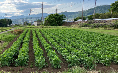 新鮮！農家直送！夏野菜のセット（トマト、枝豆、とうもろこし、葉物野菜）【ならはら農園】※2026年8月上旬以降発送
