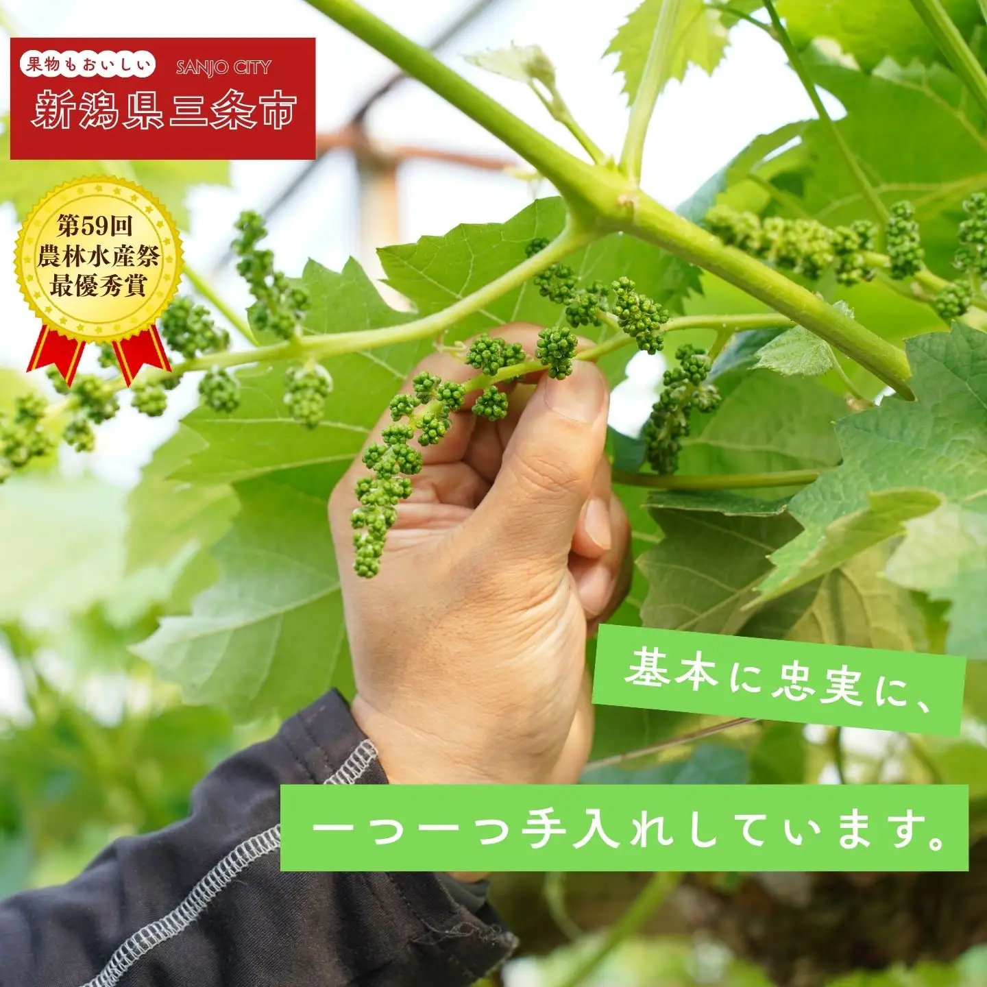 大房シャインマスカット 1房 約600g [2026年発送分] 令和8年産 シャインマスカット 新潟県三条市 果物 こひなた果樹園]