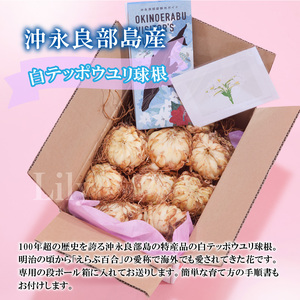 ■沖永良部島産 白テッポウユリ（ えらぶ百合 ）球根Lサイズ（8～12球） W008-021u 雑貨 日用品 花