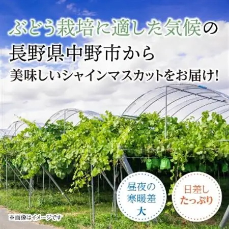 2026年発送　【信州産】シャインマスカット1kg【1246230】
