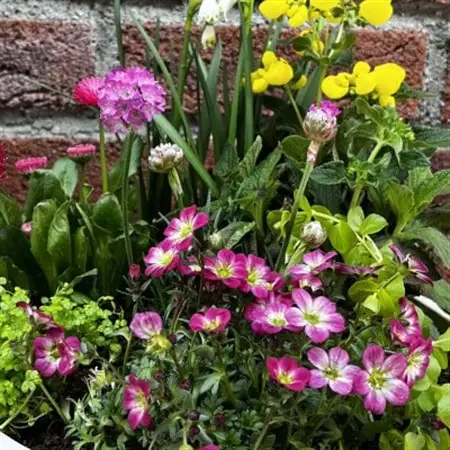 蓼科高原バラクライングリッシュガーデン季節の寄植え(コンテナガーデン)A_旅行券・チケット   _【1526122】