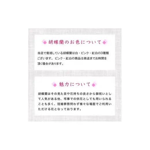 【訳あり】胡蝶蘭 3本立て 白 ハイグレード お祝い 須崎洋蘭園 SY017