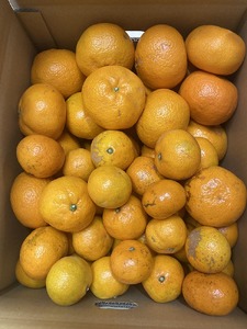ちっちゃな 有田みかん こつぶみかん10kg （3S～2Sサイズ混合）| 小粒 光センサー選別 温州みかん みかん 柑橘 果物 くだもの フルーツ