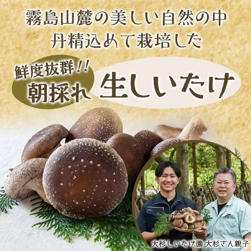 都城産朝採れ肉厚生しいたけ〔AA-8701〕_(都城市) 特製みそだれ付き 朝採れ生椎茸 約400g×1袋・約200g×2袋 計800g どんこ椎茸 贈り物・ギフトにも 国産 宮崎県産 チーズとも相性抜群 山之口町産 冷蔵保存 冷凍保存可