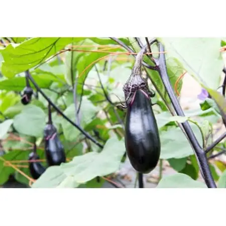 ≪畑から直送≫旬の野菜10種セット_野菜 人参 根菜 にんじん ニンジン  野菜   _【配送不可地域：離島】【1290013】