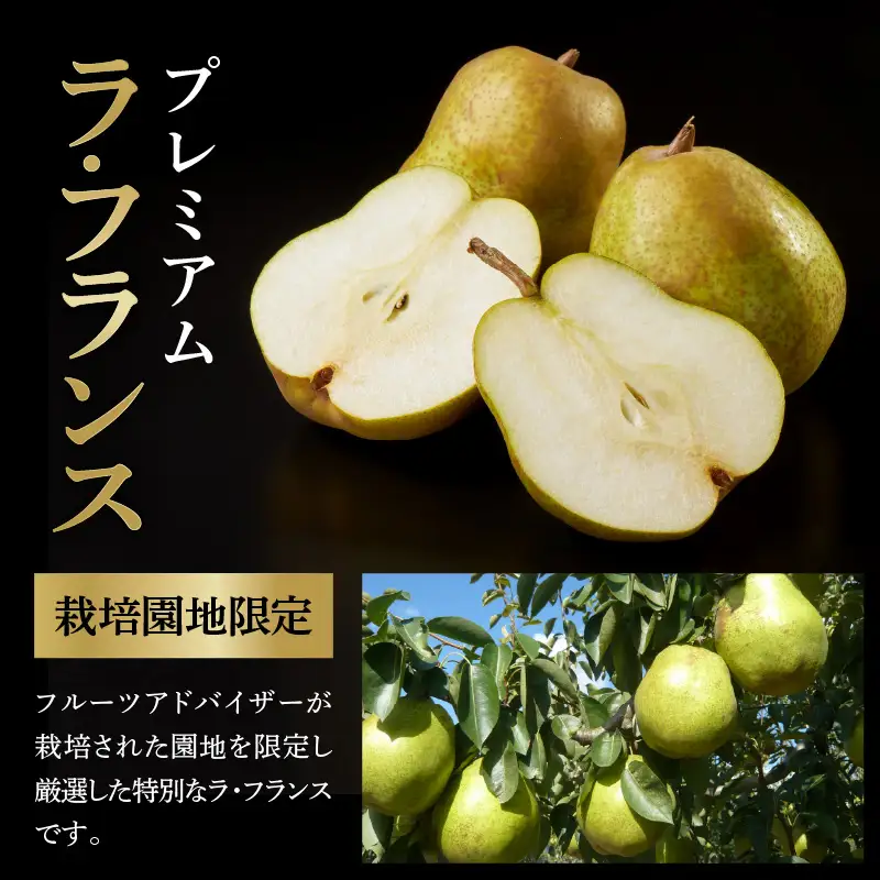 【先行予約】 令和8年産 プレミアム ラ・フランス 約2kg 山形