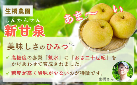 新甘泉【鳥取県産】３ｋｇ(生橋農園) 梨 果物 フルーツ