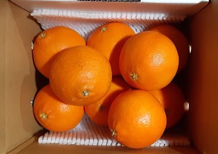 【2026年先行予約】紅まどんな 1.5kg (5～13個) ご家庭用 愛媛みかん 愛果28号 紅マドンナ まどんな マドンナ みかん ミカン 蜜柑 果物 くだもの フルーツ 柑橘 かんきつ 柑橘類 愛媛果試第28号 あいか おすすめ 人気 お取り寄せ 国産 愛媛 伊予市＜2026年11月下旬から12月下旬発送＞｜B249