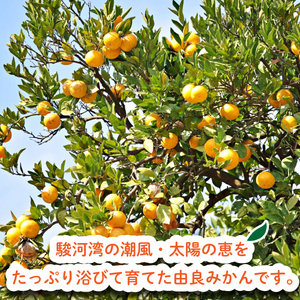 訳あり 由良みかん 約2kg みかん 蜜柑