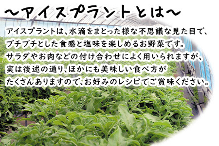 『先行予約』【11月中旬より順次発送】アイスプラント(70g×30パック)ぷちぷち食感 塩味 野菜 天ぷら 生春巻き サラダ スープ しゃぶしゃぶ 炒め物 おひたし