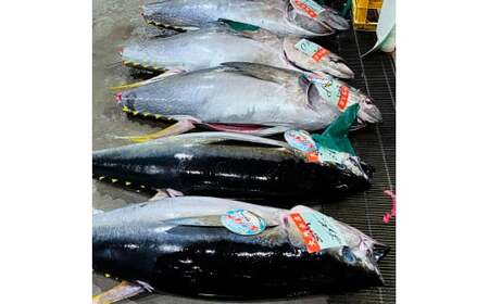 天然マグロ ブロック 約400?500g 4~6人前 /まぐろ 赤身 鮪 魚 さかな 海鮮 魚介 海の幸 赤身 お刺身 海鮮丼 お寿司 おかず おつまみ 惣菜 食品 天然 国産【さかなの森澤　マル祐】 [BQAM013]