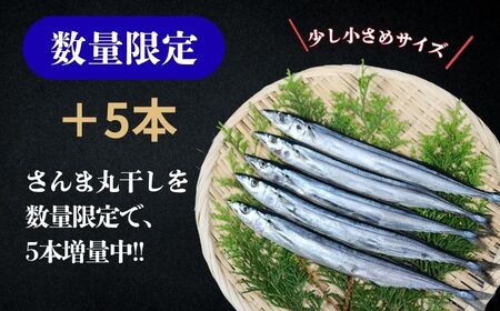 訳あり さんま 40尾 数量限定 増量 中 45尾 訳あって 【 さんま
