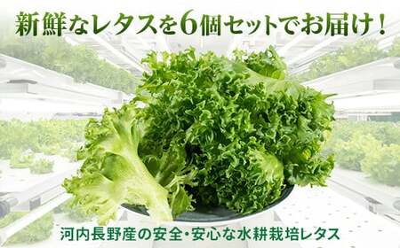 レタス 6個 水耕栽培 フリルレタス  無農薬