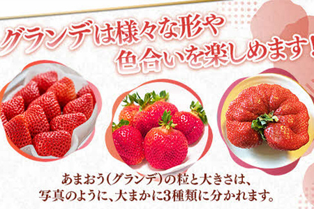 福岡県産 あまおう 1000g （250g×4パック） いちご 12月中発送 いちご 苺 フルーツ 果物 くだもの 大粒Gサイズ グランデ 農家直送 大粒 不揃い 福岡県 福岡 九州 グルメ お取り寄せ