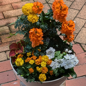 ガーデニング　季節の寄せ植え[142F01] 花 寄せ植え 鉢 鉢植え 花屋 季節 旬 園芸 ガーデニング おまかせ