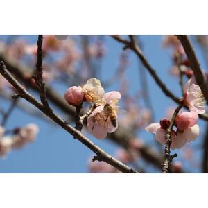 ＜1月下旬～発送開始＞ミツバチが育てた梅とはちみつの梅酒 300ml 3本セット【酒 アルコール 蜂蜜 ハチミツ ギフト おすすめ 群馬県 長野原町 北軽井沢】