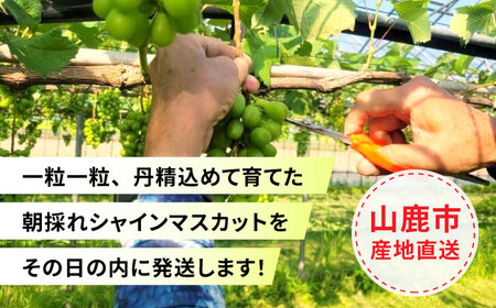 【先行予約】シャインマスカット 2房（約1.2～1.5kg）【城 果樹園】[ZFD001]