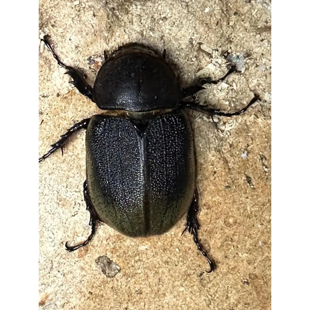 ヘラクレスオオカブト メス 1匹 サイズフリー　※配送不可地域あり