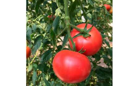 ＜2026年1月下旬から発送＞旬の濃旨フルーツトマト3kg 糖度8-10度 大小混合 詰め合わせ フルーツトマト ふるーつとまと とまと トマト 桃太郎 甘い 濃厚 美味しい【池トマト】 [BQAG051]