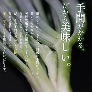 【 美味しい ネギ 】 難波葱 2kg ネギ