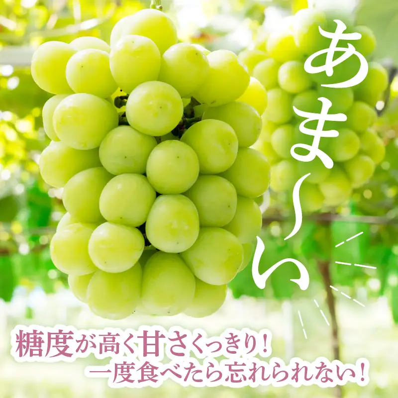 【先行予約】 令和8年産 冬のシャインマスカット 1房 約700g