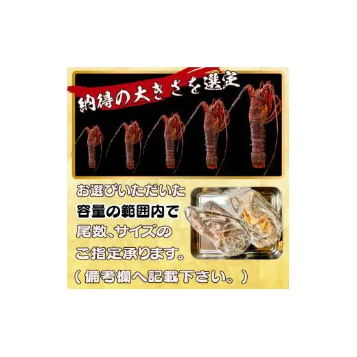 【 伊勢海老 】 天然伊勢海老 750g ～ 850g