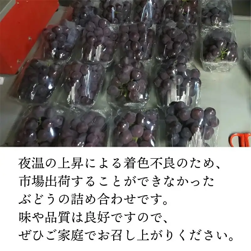 【先行予約・訳あり】 安来ぶどう詰め合わせ 約2kg 【3～4房 数量限定 期間限定 おまかせ 家庭用 先行 受付 ピオーネ 巨峰 クイーンニーナ 安芸クイーン シャインマスカット 瀬戸ジャイアンツ BKシードレス いずれかの種類 ランダム 島根県 安来市】【16-JY-13】