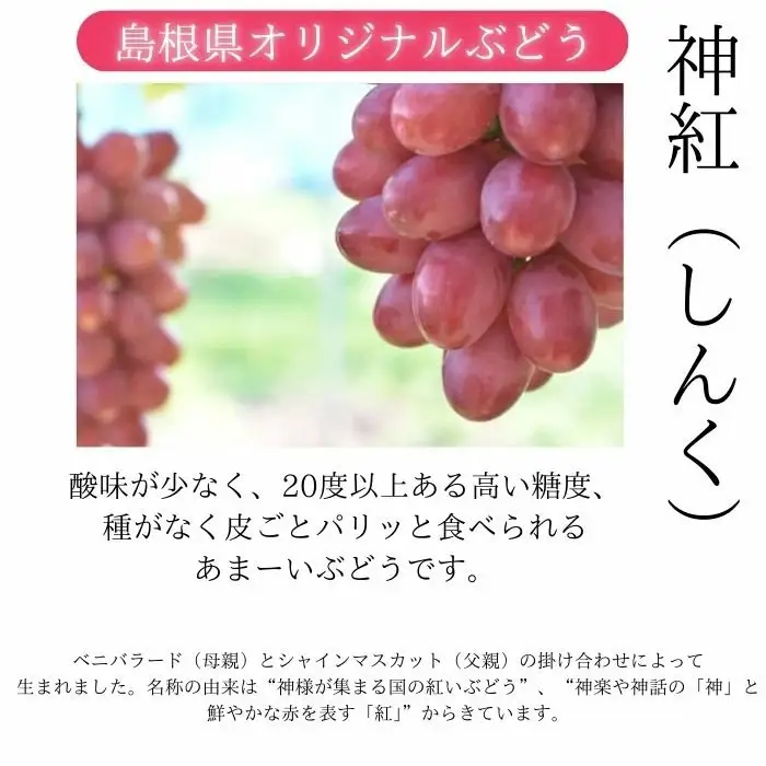 【先行予約】 神紅 2房【島根県オリジナルぶどう 数量限定 希少 ぶどう 種なし 皮ごと しんく 甘い 高糖度 先行 予約 幻のぶどう 島根県 オリジナル 品種 安来市】【55-JY-14】