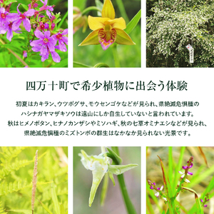 四万十町遠山植物観察会　体験チケット（1～5名様）／Mkk-33