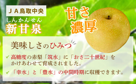 新甘泉 【倉吉産】5kg（ＪＡ鳥取中央） 梨 果物 和梨