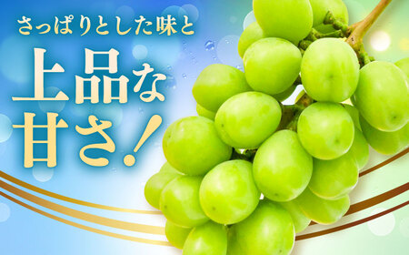 【2026年発送分 先行予約】シャインマスカット 計1.4kg（2房入り） / 佐賀県 / 石橋果樹園 [41AAAJ001]