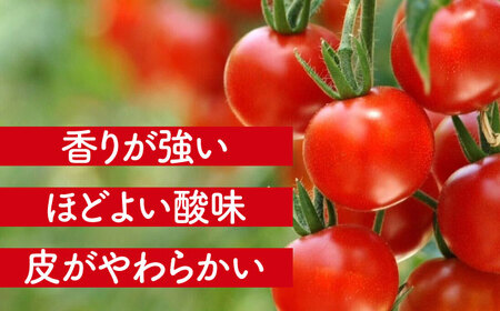 ミニトマト (キャロルセブン)800g 野菜 トマト[AEBG005]