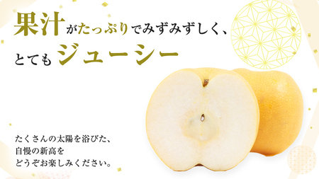【 2026年9月下旬発送開始 】 茨城県産 梨 新高 （約 5kg ） 6～12玉