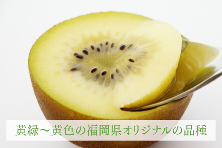 茨城県産★甘い！大きい！黄色いキウイフルーツ♡ 2026年11～12月出荷】福岡県ブランドキウイフルーツ「博多甘うぃ」約