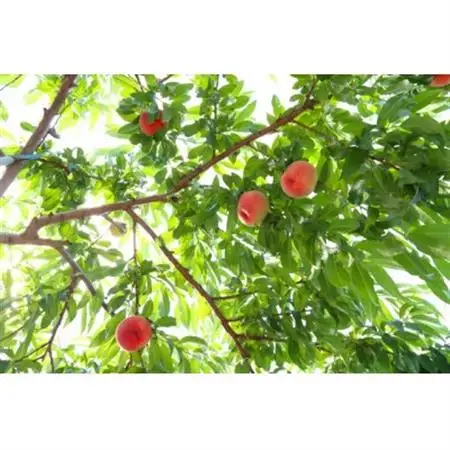 【2026年発送】フルーツ王国　長野県信州直送「旬な桃」　あかつき　約1.5kg(4～7玉)【配送不可地域：離島】【1530510】