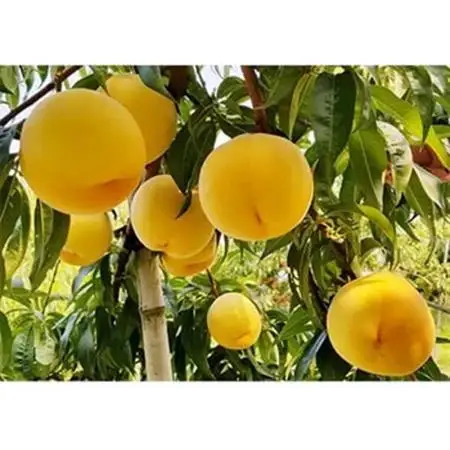 【2026年発送】フルーツ王国　長野県産　北信州　桃　滝の沢ゴールド　約1.5kg(4～7玉)【配送不可地域：離島】【1530533】