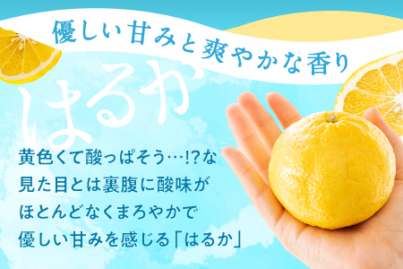 AA090.福岡柑橘王国・はるか／約5kg(2027年1月末～2月末発送予定)