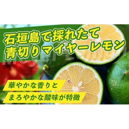 【先行予約】こだわりの青切りマイヤーレモン 約1kg (6～9個) 