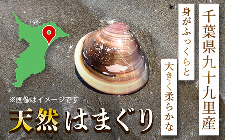 天然はまぐり 1kg 九十九里産 加熱調理した新鮮はまぐりを真空冷凍！ SMAJ016 千葉県 山武市 はまぐり ハマグリ 蛤