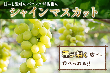 ＜先行予約＞シャインマスカット 3～4房 約2.4kg+100g補償付 宮崎県産 ※2026年8月下旬～【C433-26】