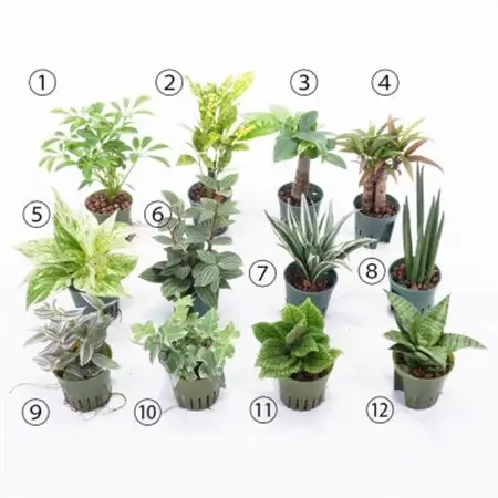 キュートフィット白角3個セット【オススメの観葉植物でお届け】【1504098】