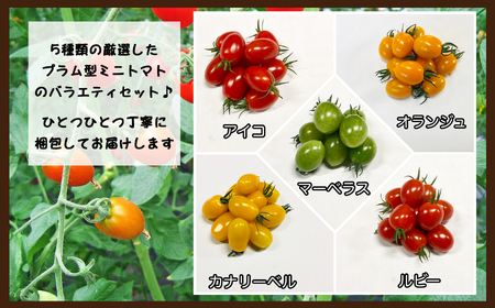 サザキ農園 ミニトマト彩りセット （ プラム型 ） 3kg | 野菜 やさい トマト とまと ミニトマト カラフル 彩り セット 熊本県 玉名市