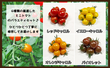 サザキ農園 ミニトマト彩りセット （ 丸型 ） 3kg | 野菜 やさい トマト とまと ミニトマト カラフル 彩り セット 熊本県 玉名市