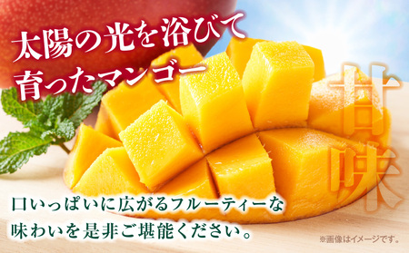 マンゴー 訳あり 宮崎 マンゴー[完熟 1.2kg]