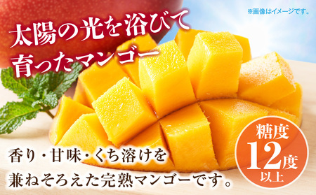 《2026年発送先行予約》【数量・期間限定】宮崎県産完熟マンゴー 2L×2玉 果物 完熟マンゴー フルーツ
