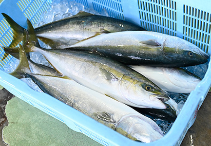 鮮度抜群 朝獲れ鮮魚ボックスB 3kg以上 冷蔵 当日仕入れ 当日発送 刺身 高知県 大月町